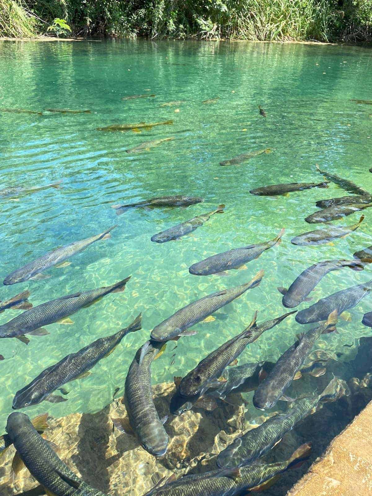 BONITO, MATO GROSSO DO SUL: O DESTINO DE ECOTURISMO MAIS PREMIADO DO BRASIL — TUDO O QUE VOCÊ PRECISA SABER ANTES DE IR! em Bonito